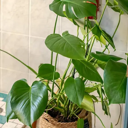 Modernes In Weissensee * Berlino